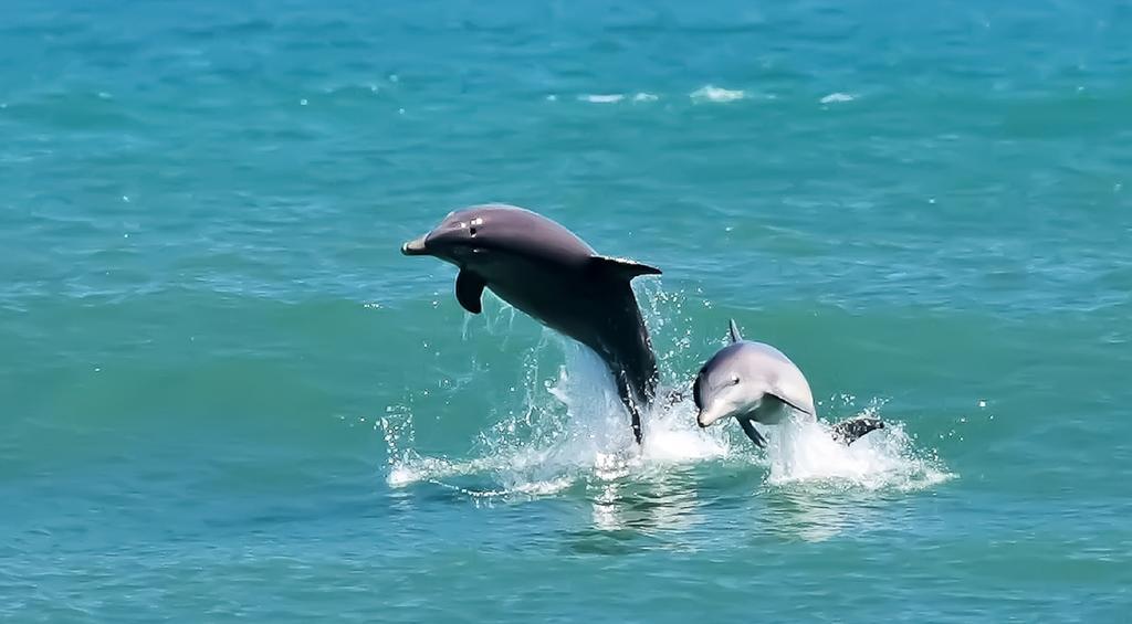 Black Dolphin Inn New Smyrna Beach Camera foto